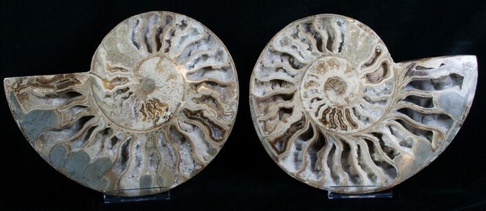 Inch Choffaticeras Ammonite - Rare! #5137